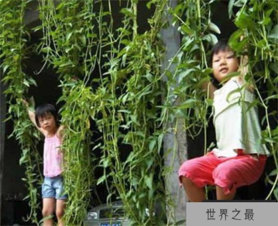 世界上最长的空心菜 9米高垂吊下来很壮观(长度14米) 世界上最长的空心菜 9米高垂吊下来很壮观(长度14米)
