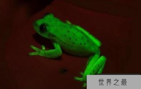 世界上第一种荧光蛙，圆点树蛙能发出荧光