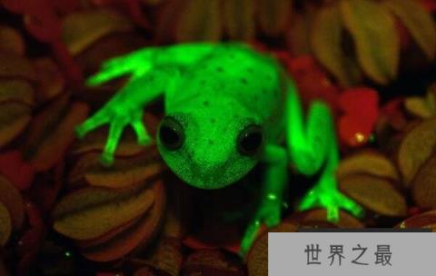 世界上第一种荧光蛙，圆点树蛙能发出荧光