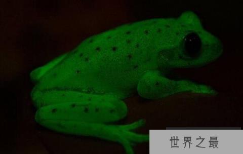 世界上第一种荧光蛙，圆点树蛙能发出荧光
