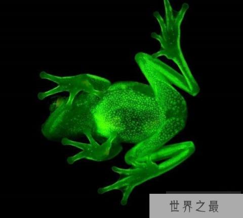 世界上第一种荧光蛙，圆点树蛙能发出荧光