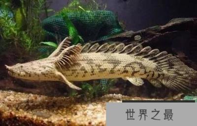 世界上最漂亮的恐龙鱼，被誉为水中的活化石