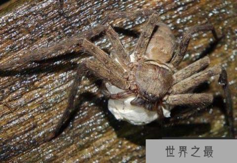 世界上室内最大的蜘蛛，白额高脚蛛可杀死蟑螂