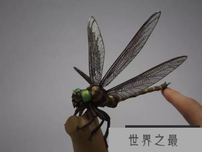 地球上视力最好的昆虫，鬼蜻蜓是捕猎高手