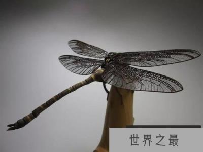 地球上视力最好的昆虫，鬼蜻蜓是捕猎高手