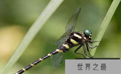 地球上视力最好的昆虫，鬼蜻蜓是捕猎高手