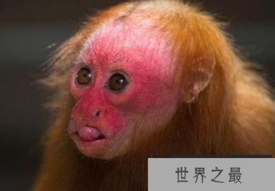 世界上最丑的猴子，白秃猴头发稀少丑到极致