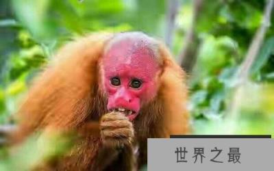 世界上最丑的猴子，白秃猴头发稀少丑到极致