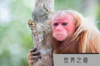 世界上最丑的猴子，白秃猴头发稀少丑到极致