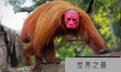 世界上最丑的猴子，白秃猴头发稀少丑到极致