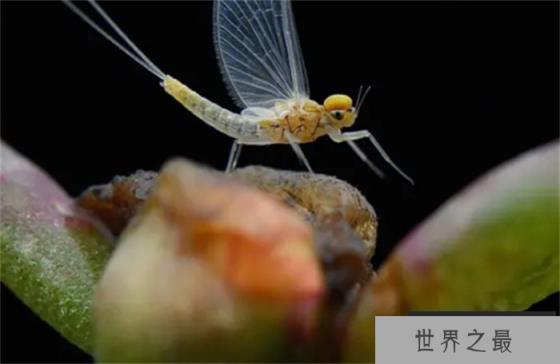 世界上寿命最短的昆虫 蜉蝣(寿命不到一天)