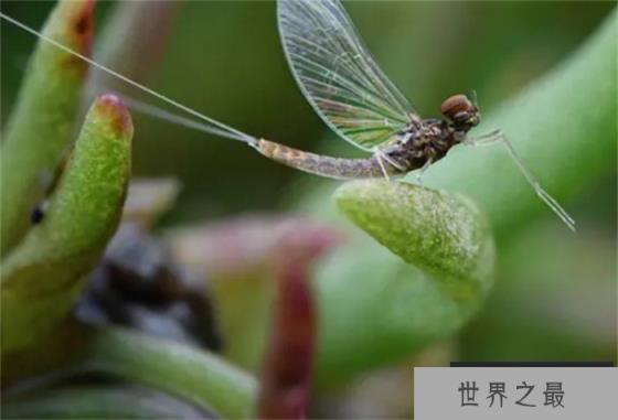 世界上寿命最短的昆虫 蜉蝣(寿命不到一天)