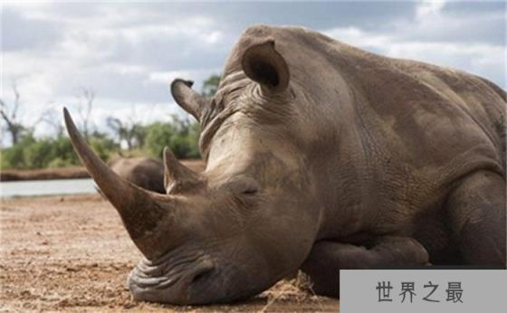世界上最大的犀牛 体重达到3600千克(白犀牛)