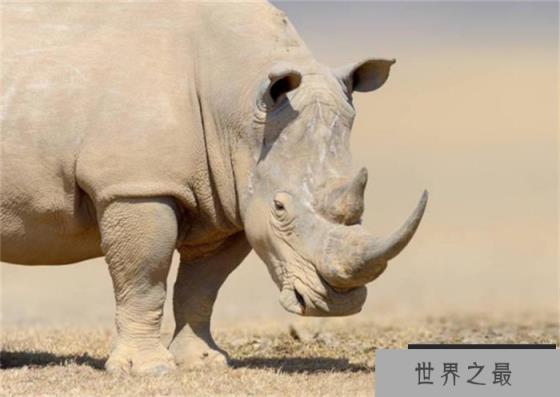 世界上最大的犀牛 体重达到3600千克(白犀牛)