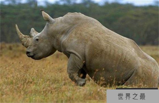 世界上最大的犀牛 体重达到3600千克(白犀牛)