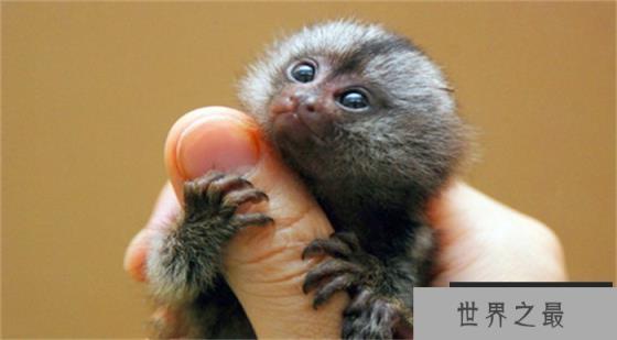 世界上最小的猴子 呆萌可爱很漂亮(拇指猴)