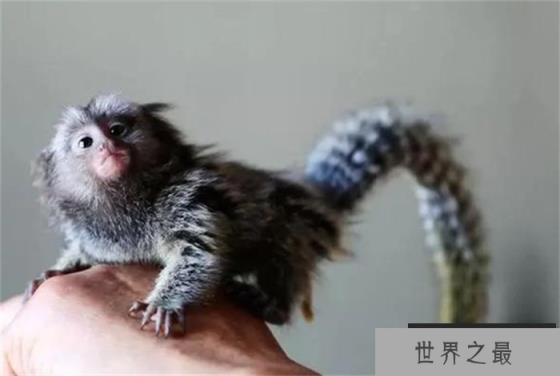 世界上最小的猴子 呆萌可爱很漂亮(拇指猴)