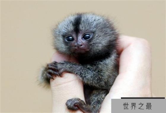 世界上最小的猴子 呆萌可爱很漂亮(拇指猴)