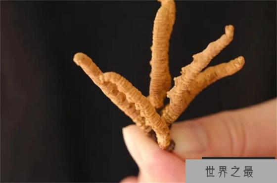 世界上最昂贵的稀有物品 比黄金贵得多(冬虫夏草)
