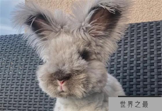 世界上毛最长的兔子 巨型安哥拉兔(毛长38厘米) 世界上毛最长的兔子 巨型安哥拉兔(毛长38厘米)