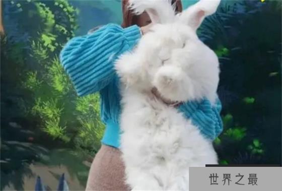 世界上毛最长的兔子 巨型安哥拉兔(毛长38厘米) 世界上毛最长的兔子 巨型安哥拉兔(毛长38厘米)