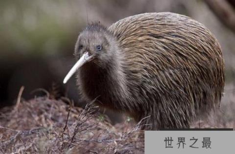 世界上唯一一种没有翅膀的鸟,几维鸟是新西兰的国鸟 世界上唯一一种没有翅膀的鸟,几维鸟是新西兰的国鸟