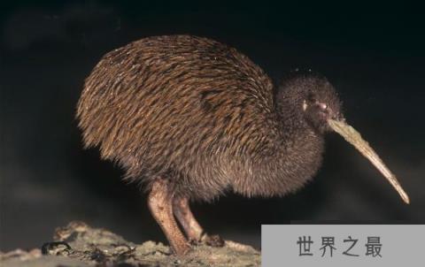 世界上唯一一种没有翅膀的鸟,几维鸟是新西兰的国鸟 世界上唯一一种没有翅膀的鸟,几维鸟是新西兰的国鸟