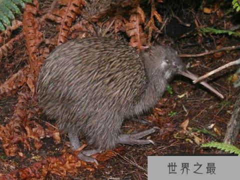 世界上唯一一种没有翅膀的鸟,几维鸟是新西兰的国鸟 世界上唯一一种没有翅膀的鸟,几维鸟是新西兰的国鸟