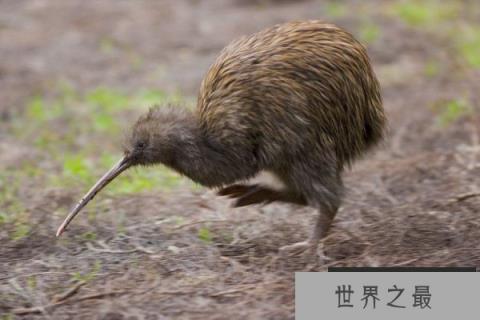 世界上唯一一种没有翅膀的鸟,几维鸟是新西兰的国鸟 世界上唯一一种没有翅膀的鸟,几维鸟是新西兰的国鸟