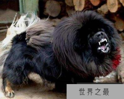 世界上最凶猛最厉害的狗，中国鬼獒最残暴凶猛