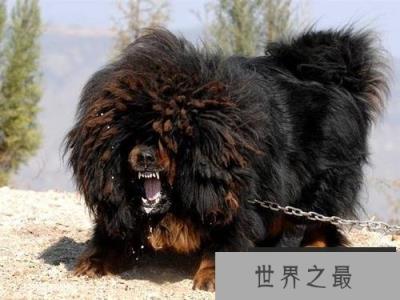 世界上最凶猛最厉害的狗，中国鬼獒最残暴凶猛