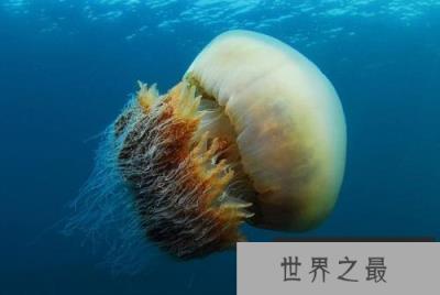 世界上最大的水母，越前水母直径达3米