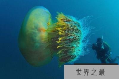 世界上最大的水母，越前水母直径达3米
