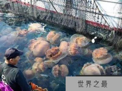 世界上最大的水母，越前水母直径达3米