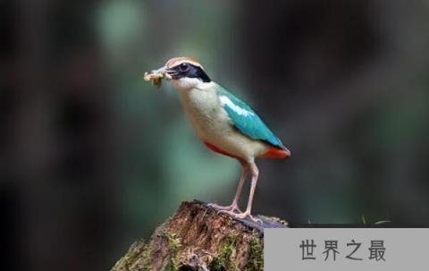 世界上色彩最鲜艳的鸟——白胸八色鸫