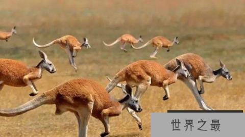 世界上体型最大的袋鼠，巨型袋鼠能与河马媲美