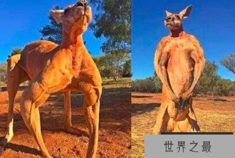 世界上体型最大的袋鼠，巨型袋鼠能与河马媲美