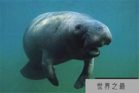 世界上寿命最长的海牛，年龄已经70多岁