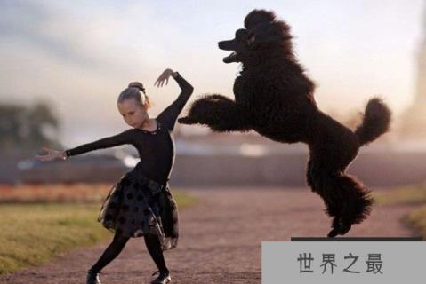 世界上跳得最高的狗，羽毛能跳191.7厘米高