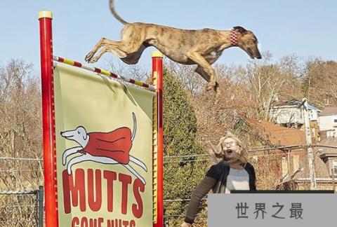 世界上跳得最高的狗，羽毛能跳191.7厘米高