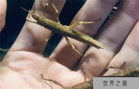 世界上最长的昆虫 长62.4厘米(巨型竹节虫)