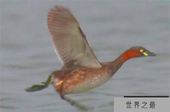 世界上速度最快的鸭子 时速100公里(野生涡轮增鸭)