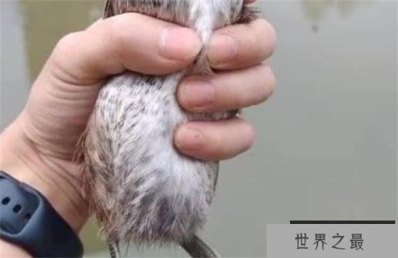 世界上速度最快的鸭子 时速100公里(野生涡轮增鸭)