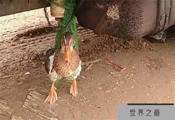 世界上速度最快的鸭子 时速100公里(野生涡轮增鸭)