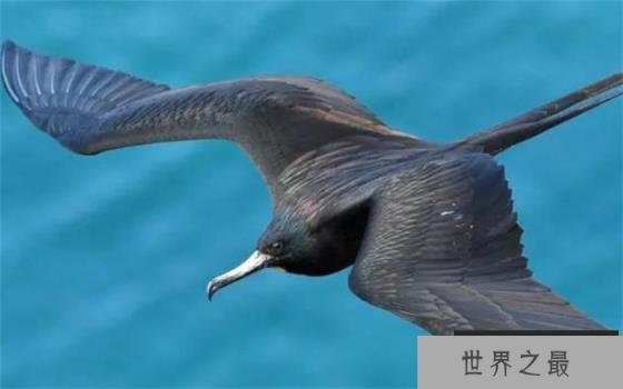 世界上飞的最快的鸟 速度比高铁都快(军舰鸟)