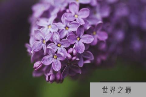 丁香花
