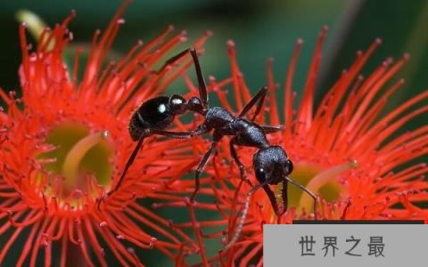 世界上最毒的蚂蚁，牛头犬蚁榜上有名