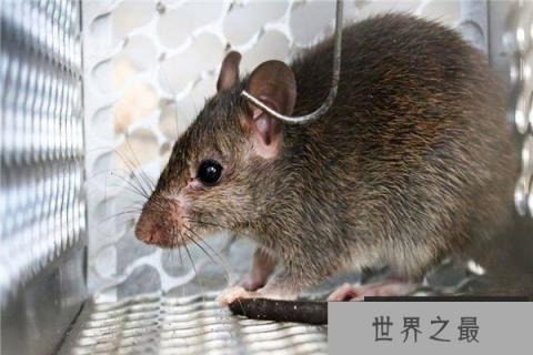 世界上最大的老鼠排名，海狸鼠排在第二位