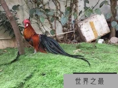 世界上尾羽最长的鸟，长12.5米有四层楼高