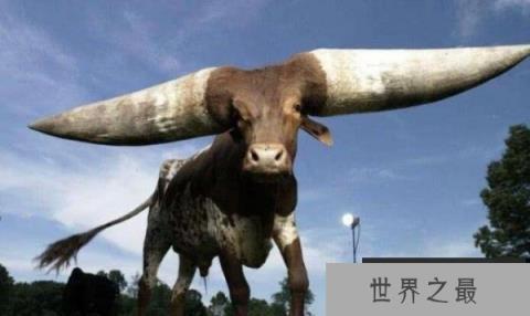 世界上最长的牛角，重180斤价值达180万